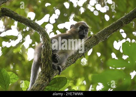 Mangabey d'olive (Cercocebus agilis) près du Bai-Hokou, parc national de Dzanga-Ndoki, site du patrimoine mondial de l'UNESCO, complexe de Dzanga-Sangha protégé sont Banque D'Images