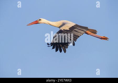 Cigogne blanche, (Ciconia ciconia), photo de vol, ciel bleu, été, saisons, Nussloch, Bade-Wuertemberg, Allemagne, Europe Banque D'Images