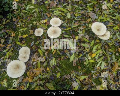 Entonnoir commun (Infundibulicybe gibba) Banque D'Images