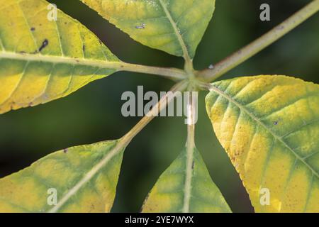 Châtaignier arbuste (Aesculus parviflora, feuillage d'automne, Speyer, Rhénanie-Palatinat, Allemagne, Europe Banque D'Images