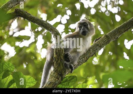 Mangabey d'olive (Cercocebus agilis) près du Bai-Hokou, parc national de Dzanga-Ndoki, site du patrimoine mondial de l'UNESCO, complexe de Dzanga-Sangha protégé sont Banque D'Images