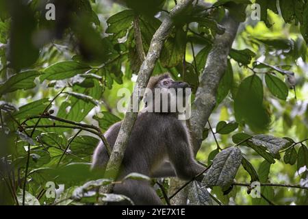 Mangabey d'olive (Cercocebus agilis) près du Bai-Hokou, parc national de Dzanga-Ndoki, site du patrimoine mondial de l'UNESCO, complexe de Dzanga-Sangha protégé sont Banque D'Images