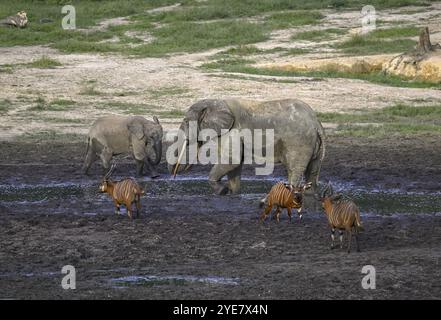 Éléphants de forêt (Loxodonta cyclotis) et antilopes bongo (Tragelaphus eurycerus) dans le défrichement forestier de Dzanga Bai, parc national de Dzanga-Ndoki, Unesc Banque D'Images