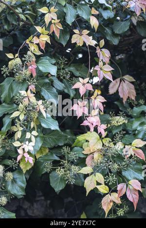 Vigne sauvage (Parthenocissus quinquefolia) dans les feuilles d'automne devant le lierre (Hedera Helix), Speyer, Rhénanie-Palatinat, Allemagne, Europe Banque D'Images