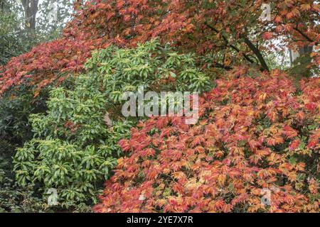 Érable à feuilles d'aconite (Acer japonicum Aconitifolium) dans le feuillage d'automne, Emsland, basse-Saxe, Allemagne, Europe Banque D'Images