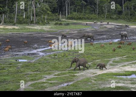 Éléphants de forêt (Loxodonta cyclotis) et antilopes bongo (Tragelaphus eurycerus) dans le défrichement forestier de Dzanga Bai, parc national de Dzanga-Ndoki, Unesc Banque D'Images