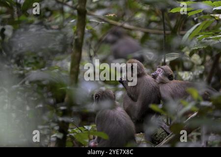 Olivet (Cercocebus agilis) près du Bai-Hokou, Parc National de Dzanga-Ndoki, site du patrimoine mondial de l'UNESCO, complexe d'aires protégées de Dzanga-Sangha (DSPA Banque D'Images