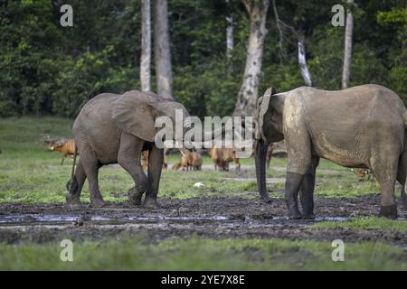 Éléphants de forêt (Loxodonta cyclotis) et antilopes bongo (Tragelaphus eurycerus) dans le défrichement forestier de Dzanga Bai, parc national de Dzanga-Ndoki, Unesc Banque D'Images