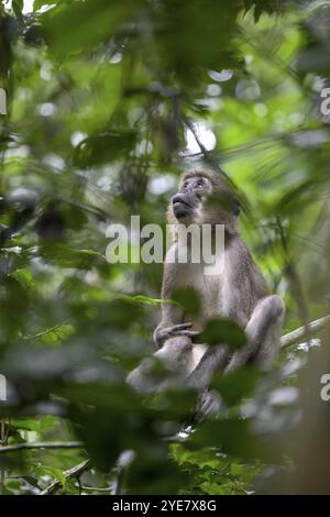 Mangabey d'olive (Cercocebus agilis) près du Bai-Hokou, parc national de Dzanga-Ndoki, site du patrimoine mondial de l'UNESCO, complexe de Dzanga-Sangha protégé sont Banque D'Images