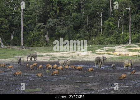 Éléphants de forêt (Loxodonta cyclotis) et antilopes bongo (Tragelaphus eurycerus) dans le défrichement forestier de Dzanga Bai, parc national de Dzanga-Ndoki, Unesc Banque D'Images