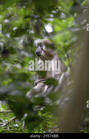 Mangabey d'olive (Cercocebus agilis) près du Bai-Hokou, parc national de Dzanga-Ndoki, site du patrimoine mondial de l'UNESCO, complexe de Dzanga-Sangha protégé sont Banque D'Images