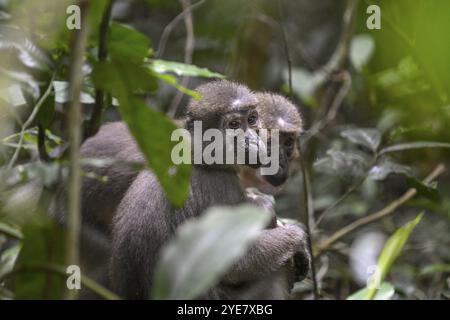 Olivet (Cercocebus agilis) près du Bai-Hokou, Parc National de Dzanga-Ndoki, site du patrimoine mondial de l'UNESCO, complexe d'aires protégées de Dzanga-Sangha (DSPA Banque D'Images