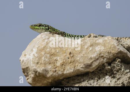 Lézard de la muraille sicilienne (Podarcis waglerianus), Sicile, Italie, Europe Banque D'Images