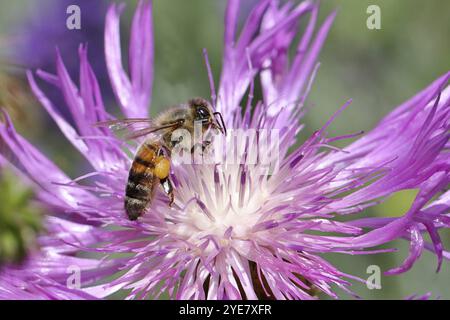 Abeille commune européenne (Apis mellifera), collecte du nectar d'une fleur de lavande (Lavandula angustifolia), gros plan, macro photographie, Wilnsdorf, Nort Banque D'Images