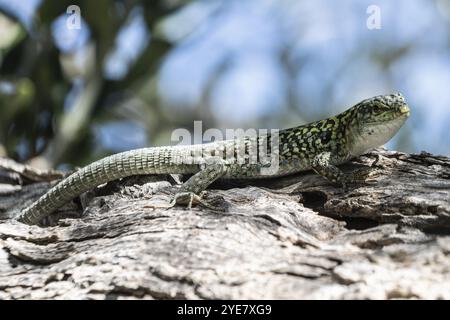 Lézard de la muraille sicilienne (Podarcis waglerianus), Sicile, Italie, Europe Banque D'Images