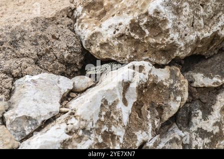 Lézard de la muraille sicilienne (Podarcis waglerianus), Sicile, Italie, Europe Banque D'Images