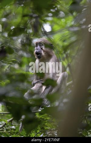 Mangabey d'olive (Cercocebus agilis) près du Bai-Hokou, parc national de Dzanga-Ndoki, site du patrimoine mondial de l'UNESCO, complexe de Dzanga-Sangha protégé sont Banque D'Images