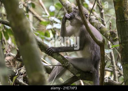 Mangabey d'olive (Cercocebus agilis) près du Bai-Hokou, parc national de Dzanga-Ndoki, site du patrimoine mondial de l'UNESCO, complexe de Dzanga-Sangha protégé sont Banque D'Images