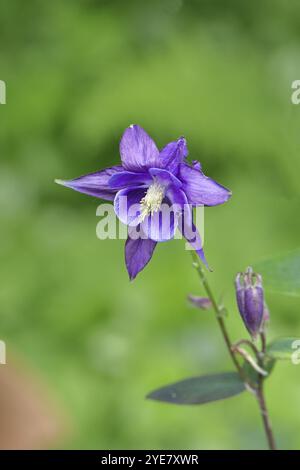 Columbine (Aquilegia vulgaris), fleur bleue à la lisière d'une forêt, Wilnsdorf, Rhénanie du Nord-Westphalie, Allemagne, Europe Banque D'Images