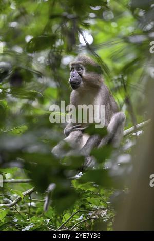 Mangabey d'olive (Cercocebus agilis) près du Bai-Hokou, parc national de Dzanga-Ndoki, site du patrimoine mondial de l'UNESCO, complexe de Dzanga-Sangha protégé sont Banque D'Images