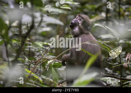 Mangabey d'olive (Cercocebus agilis) près du Bai-Hokou, parc national de Dzanga-Ndoki, site du patrimoine mondial de l'UNESCO, complexe de Dzanga-Sangha protégé sont Banque D'Images