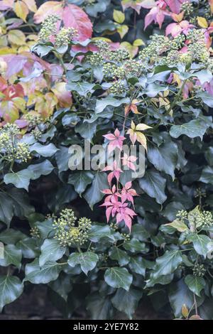 Vigne sauvage (Parthenocissus quinquefolia) dans les feuilles d'automne devant le lierre (Hedera Helix), Speyer, Rhénanie-Palatinat, Allemagne, Europe Banque D'Images