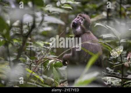 Mangabey d'olive (Cercocebus agilis) près du Bai-Hokou, parc national de Dzanga-Ndoki, site du patrimoine mondial de l'UNESCO, complexe de Dzanga-Sangha protégé sont Banque D'Images