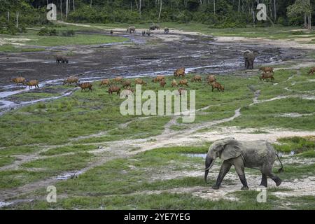 Éléphants de forêt (Loxodonta cyclotis) et antilopes bongo (Tragelaphus eurycerus) dans le défrichement forestier de Dzanga Bai, parc national de Dzanga-Ndoki, Unesc Banque D'Images