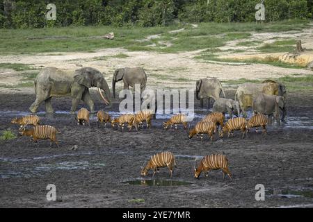 Éléphants de forêt (Loxodonta cyclotis) et antilopes bongo (Tragelaphus eurycerus) dans le défrichement forestier de Dzanga Bai, parc national de Dzanga-Ndoki, Unesc Banque D'Images