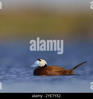 Ruddy Duck à tête blanche, (Oxyura leucocephala), mâle, drake, Hides de El Taray Floating Hid, Villafranca de los Caballeros, Castilla la la Mancha Toledo Banque D'Images