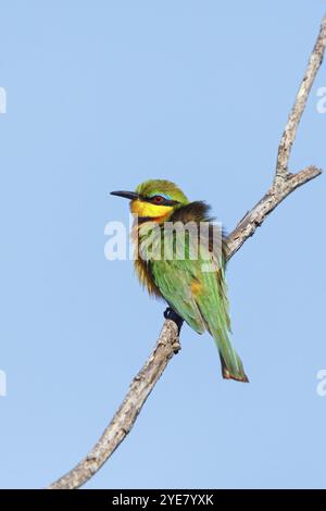 Pygmée mangeuse d'abeilles, (Merops pusillus), Afrique, réserve de gibier d'Ithala, Louwsburg, KwaZulu-Natal, Afrique du Sud, Afrique Banque D'Images