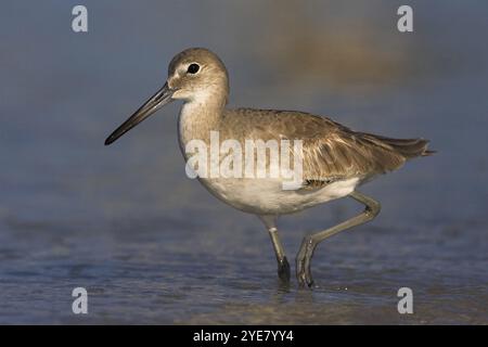 Mudpuppy, Willet, (Catoptrophorus semipalmatus), famille des snipes, Floride, États-Unis, ft. De Soto Park, composé Petersburg, Floride, USA, Amérique du Nord Banque D'Images