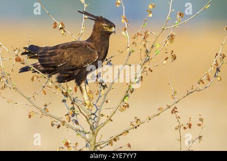 Aigle à crête, (Lophaetus occipital), oiseau perché, oiseau de proie, famille de faucon, aigle, habite l'Afrique tropicale, Karkloof conservation Centre, Hô Banque D'Images