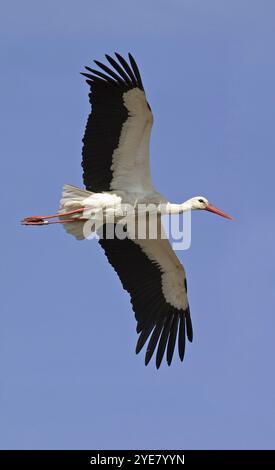 Cigogne blanche, (Ciconia ciconia), photo de vol, sur le chemin du nid, ciel bleu, décharge du district de Lorsch, Hesse, République fédérale d'Allemagne Banque D'Images