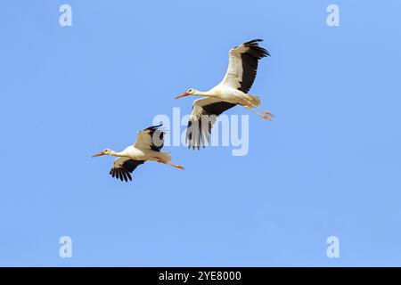 Cigogne blanche, (Ciconia ciconia), deux cigognes devant le ciel bleu, vue aérienne, Raysut, Salalah, Dhofar, Oman, Asie Banque D'Images