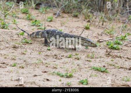 Lézard-moniteur à gorge blanche, lézard-moniteur du Cap, (Varanus albigularis), reptile, pangolin, surveiller la famille des lézards, Afrique, réserve de gibier de Mkuze, Mkuze Banque D'Images