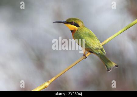 Mangeur d'abeilles pygmées (Merops pusillus), rizières de Kuntaur, Kuntaur, South Bank, Gambie, Afrique Banque D'Images