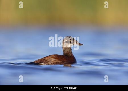 Ruddy Duck à tête blanche, (Oxyura leucocephala), femelle, Hides de El Taray Floating Hid, Villafranca de los Caballeros, Castilla la la Mancha Toledo, Spai Banque D'Images