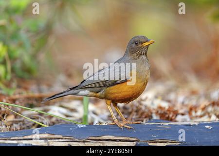 Muguet du Cap, (Turdus olivaceu), muguet des oliviers, biotope, recherche de nourriture, songbird, famille de la muguette, Afrique, camp huillé du château géant, promenade sur la rivière, Imbabazane W Banque D'Images