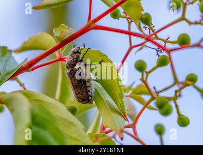 Cockchafer reposant sur une feuille vue dans le sud de la France Banque D'Images