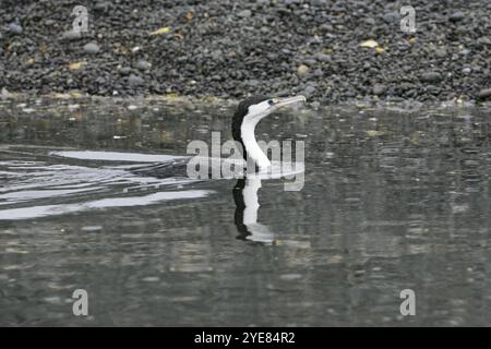 Grand cormoran Phalacrocorax varius swimming in pool à plage de Kaikoura Nouvelle-zélande Banque D'Images