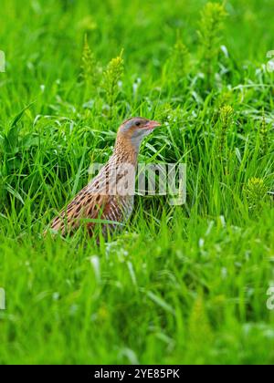 Corncrake Crex Crex mâle dans les prairies rugueuses, Balranald RSPB Reserve, North Uist, Outer Hebrides, Écosse, Royaume-Uni, mai 2022 Banque D'Images