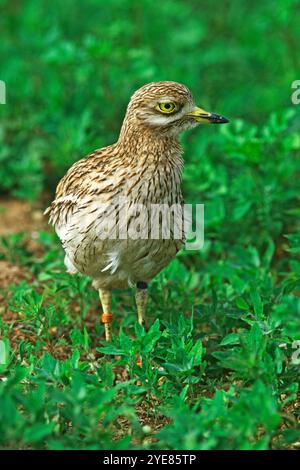 Stone-curlew Burhinus bistriatus individuels annelé près d'un site de nidification Norfolk England UK Banque D'Images