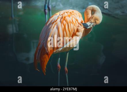 Flamant rose (Phoenicopterus sp.) patauger dans l'eau, photographié sur fond sombre Banque D'Images