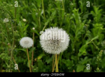 Gros plan de l'horloge de pissenlit dans la pelouse verte. Fruits plaqués pappus sur la tête de fleur de taraxacum rubicundum au printemps Banque D'Images