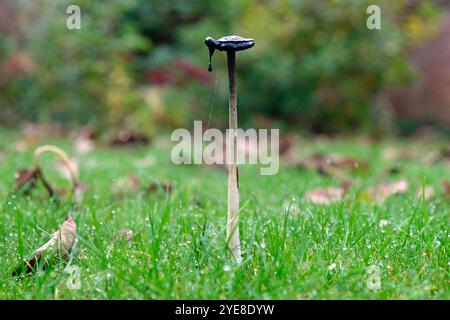 Shaggy Inkcap Mushroom Suffolk, Angleterre, octobre 2024 Banque D'Images