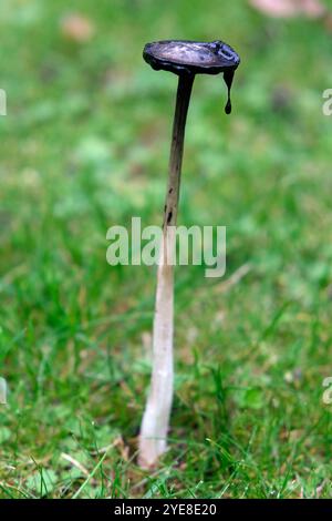 Shaggy Inkcap Mushroom Suffolk, Angleterre, octobre 2024 Banque D'Images