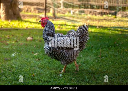 Un 'Amrock', race de poulet. Poulet de couleur noir et blanc dans une arrière-cour / jardin bavarois. Coucher de soleil Banque D'Images