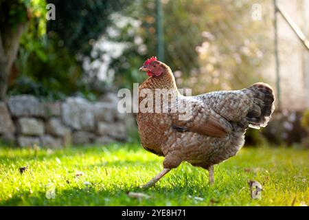 Un 'Bielefelder Kennhuhn', race de poulet allemande. Poulet de couleur brune dans une arrière-cour / jardin bavarois. Coucher de soleil Banque D'Images