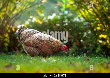 Un 'Bielefelder Kennhuhn', race de poulet allemande. Poulet de couleur brune dans une arrière-cour / jardin bavarois. Coucher de soleil Banque D'Images